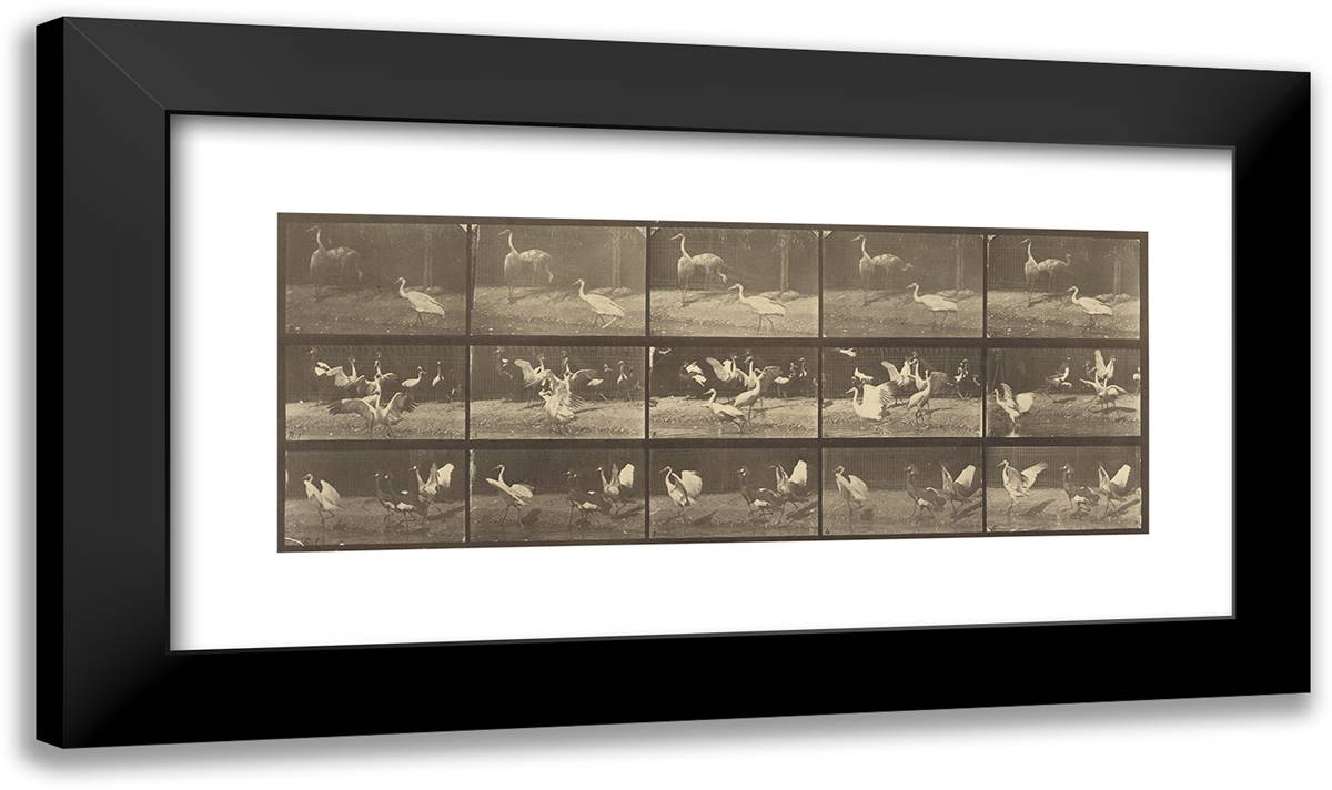 Animal Locomotion Lviii 24x14 Black Modern Wood Framed Art Print Poster by Muybridge, Eadweard
