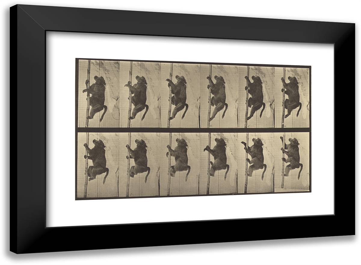 Animal Locomotion X 24x18 Black Modern Wood Framed Art Print Poster by Muybridge, Eadweard