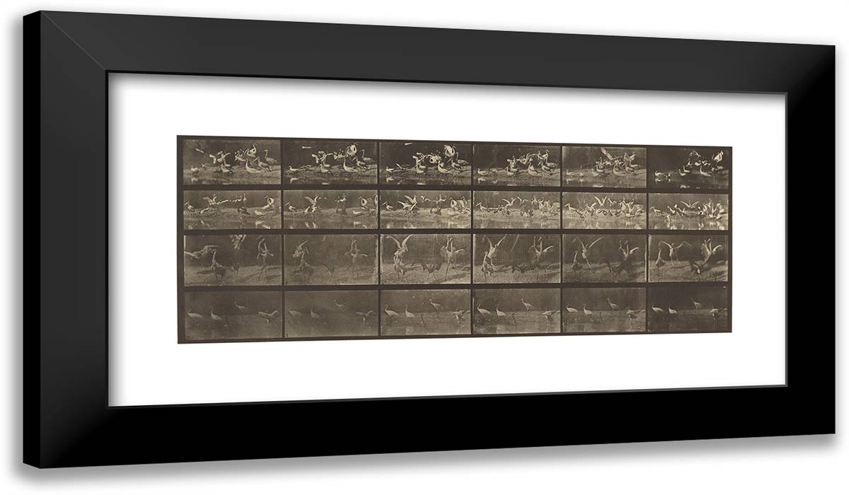 Animal Locomotion XIII 24x14 Black Modern Wood Framed Art Print Poster by Muybridge, Eadweard