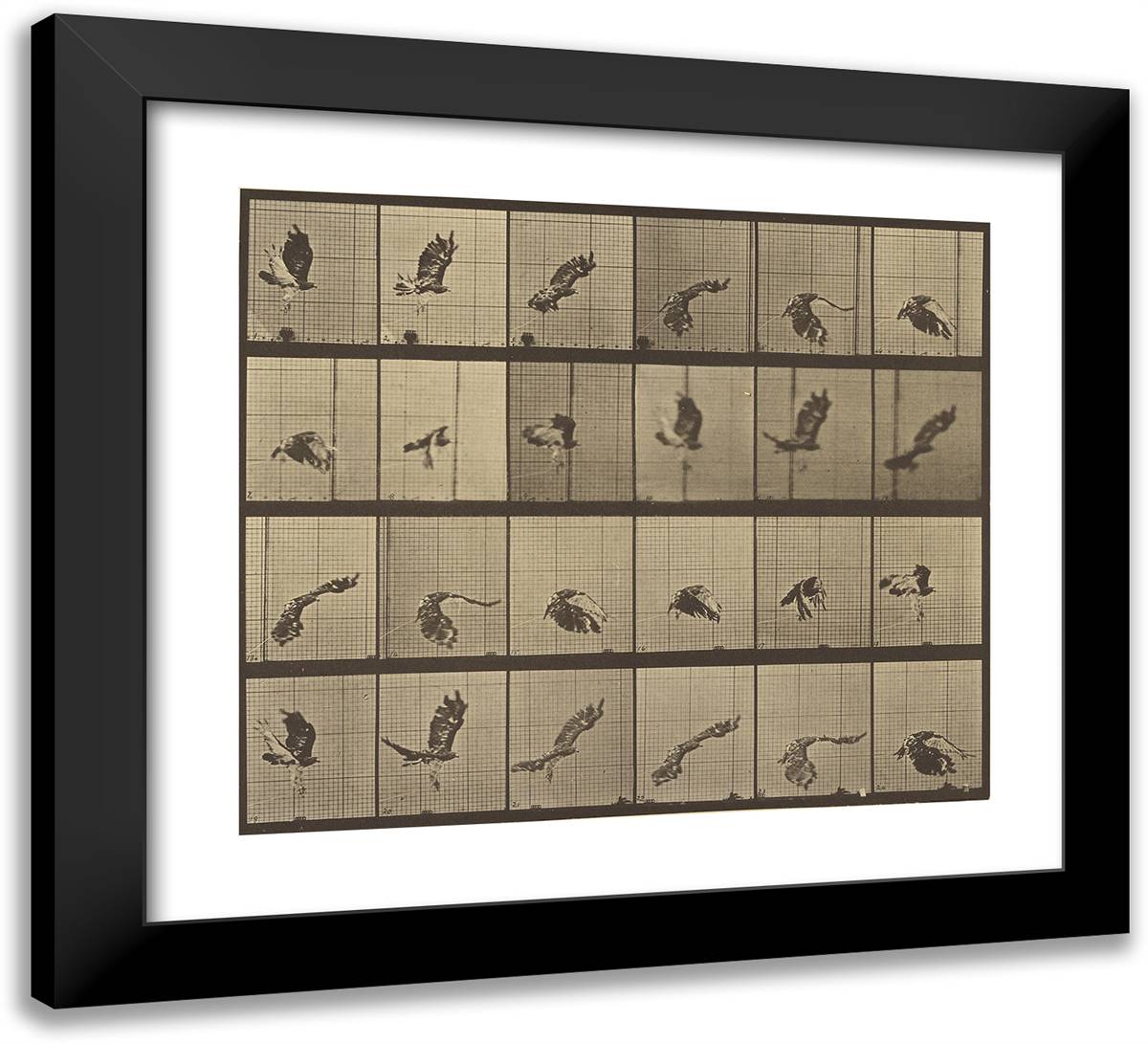 Animal Locomotion XIv 22x20 Black Modern Wood Framed Art Print Poster by Muybridge, Eadweard