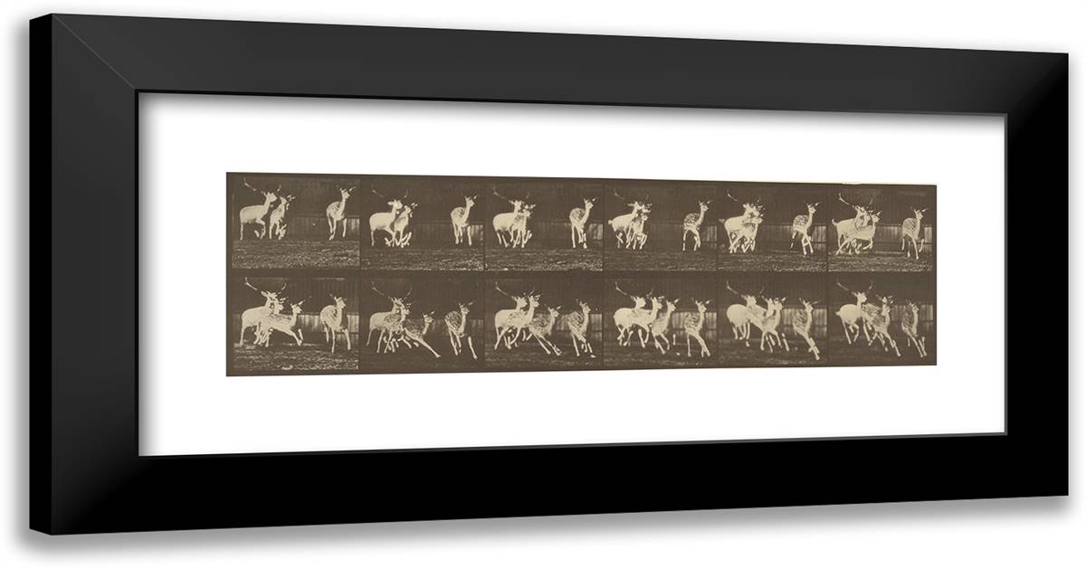 Animal Locomotion Xl 24x13 Black Modern Wood Framed Art Print Poster by Muybridge, Eadweard