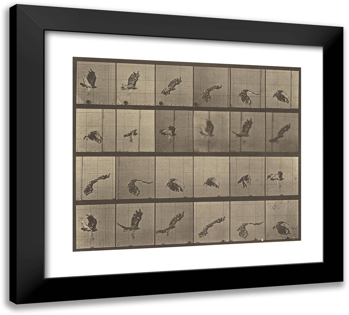 Animal Locomotion Xlix 22x20 Black Modern Wood Framed Art Print Poster by Muybridge, Eadweard