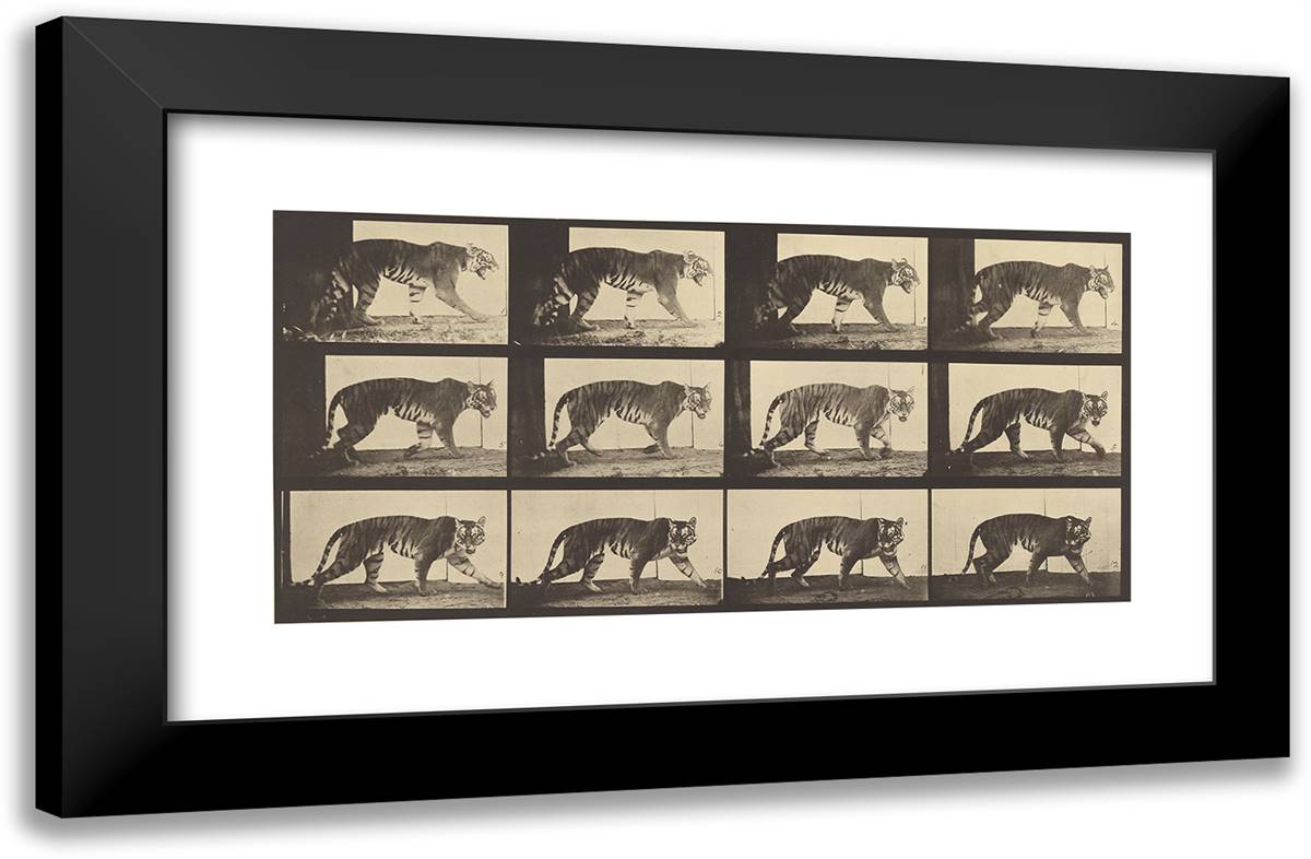 Animal Locomotion Xlvi 24x16 Black Modern Wood Framed Art Print Poster by Muybridge, Eadweard
