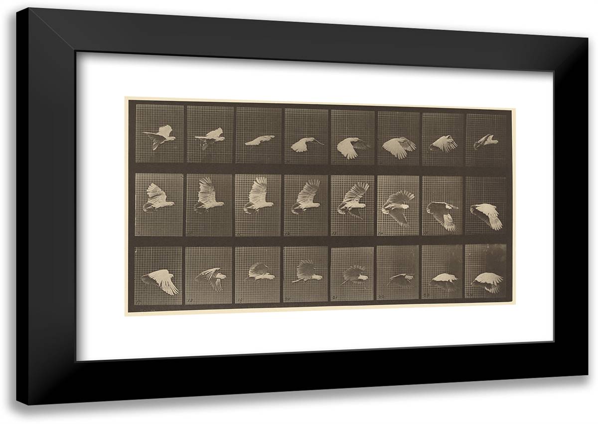 Animal Locomotion Xlvii 24x17 Black Modern Wood Framed Art Print Poster by Muybridge, Eadweard