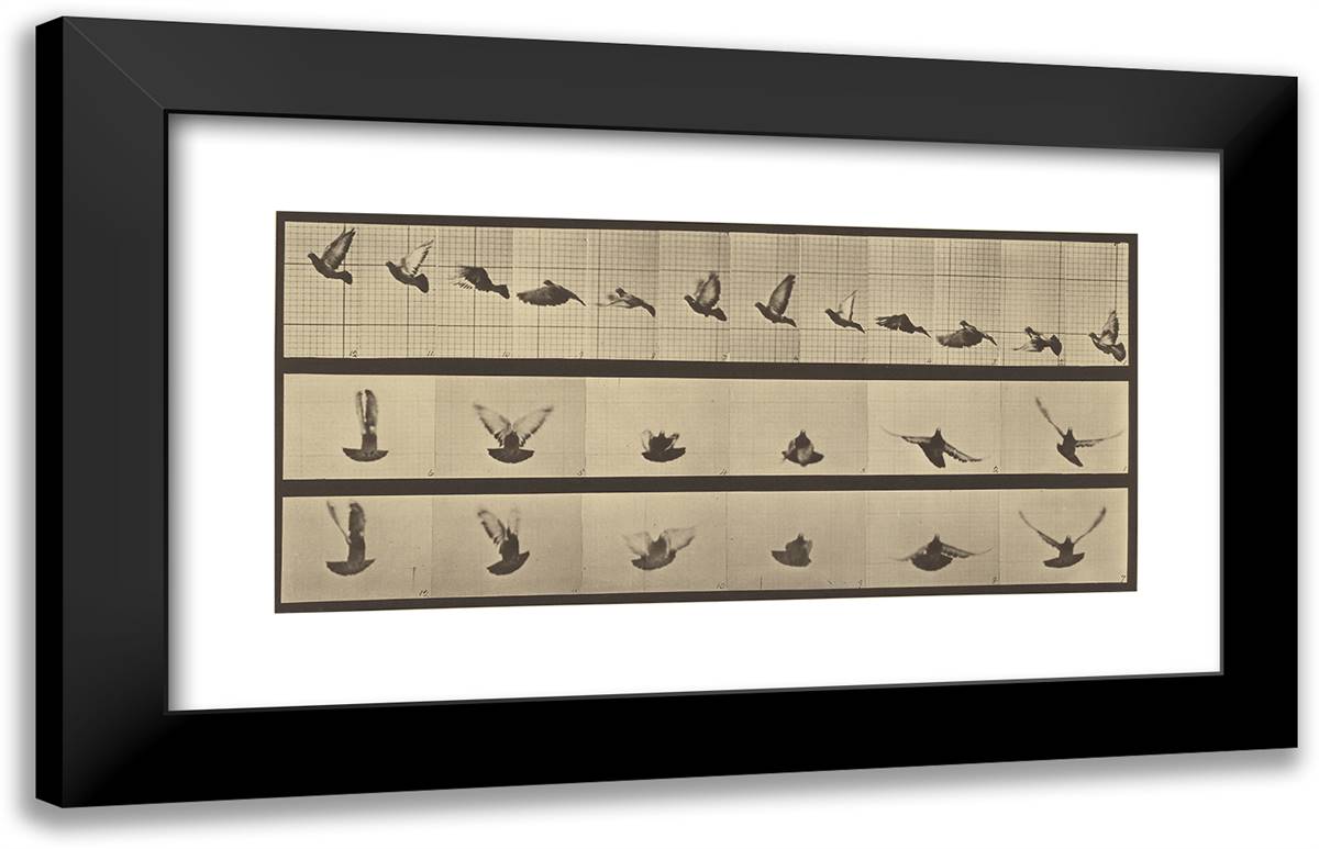 Animal Locomotion Xlviii 24x15 Black Modern Wood Framed Art Print Poster by Muybridge, Eadweard