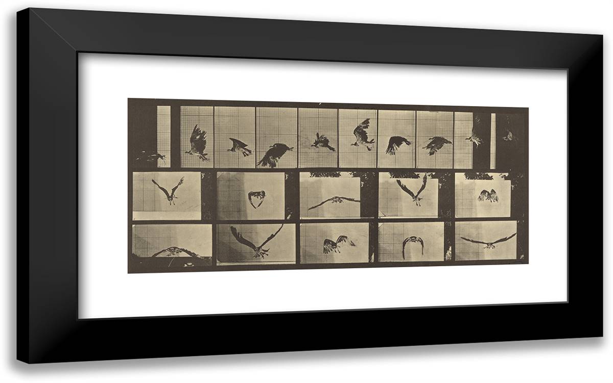 Animal Locomotion XV 24x15 Black Modern Wood Framed Art Print Poster by Muybridge, Eadweard