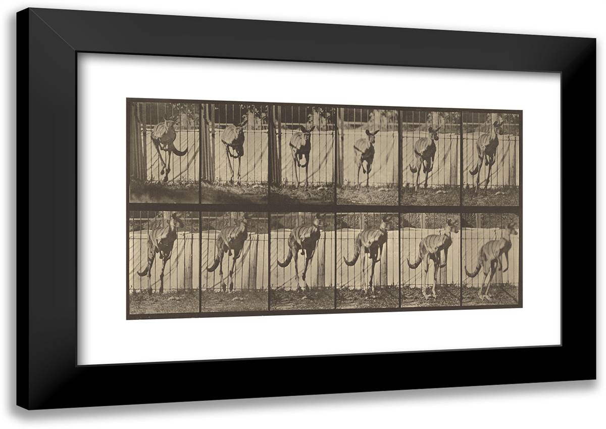 Animal Locomotion Xxvi 24x17 Black Modern Wood Framed Art Print Poster by Muybridge, Eadweard