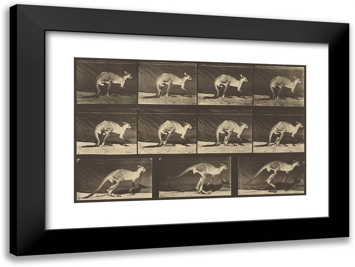 Animal Locomotion Xxxiii 24x18 Black Modern Wood Framed Art Print Poster by Muybridge, Eadweard