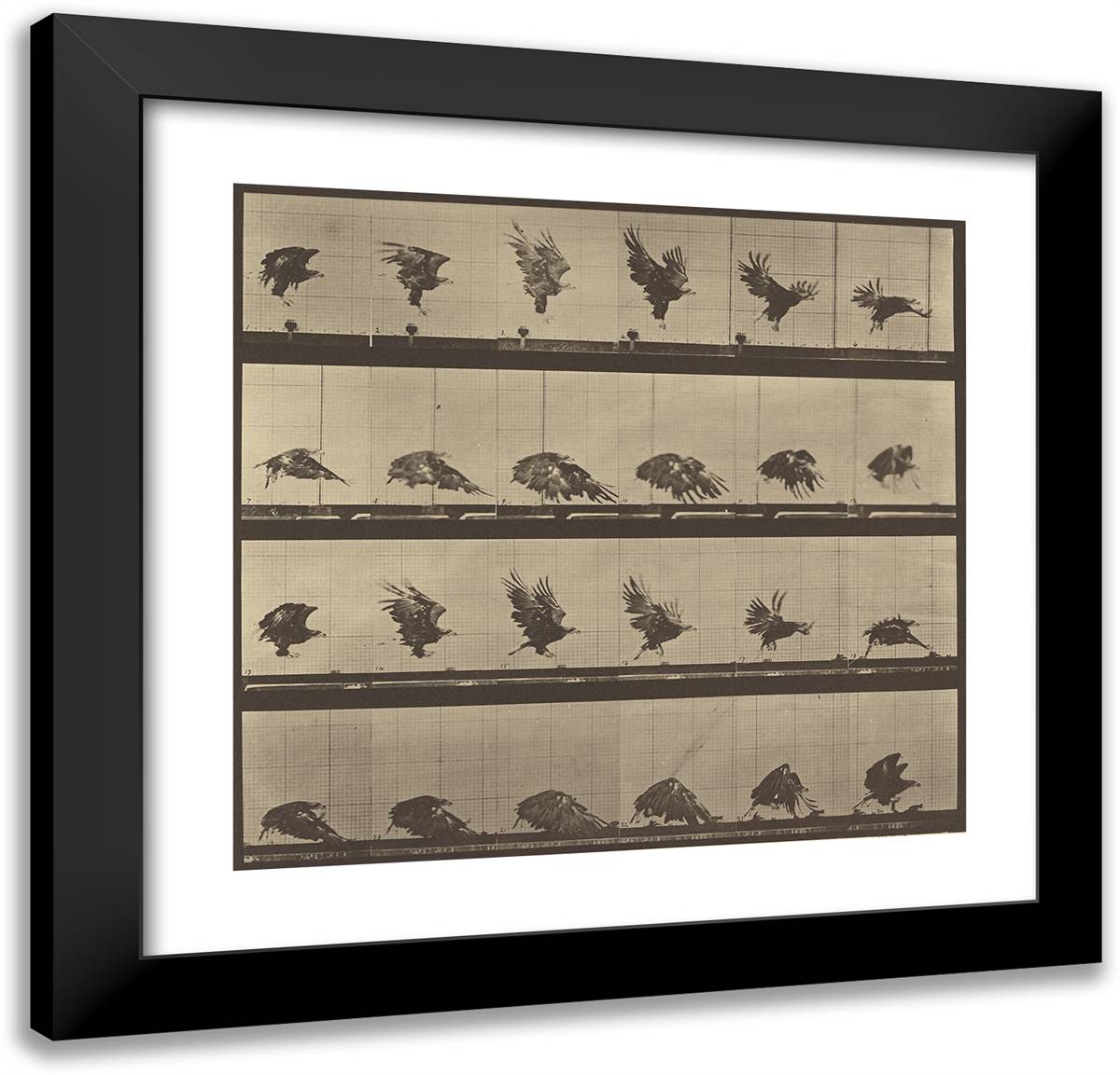 Animal Locomotion Xxxviii 21x20 Black Modern Wood Framed Art Print Poster by Muybridge, Eadweard
