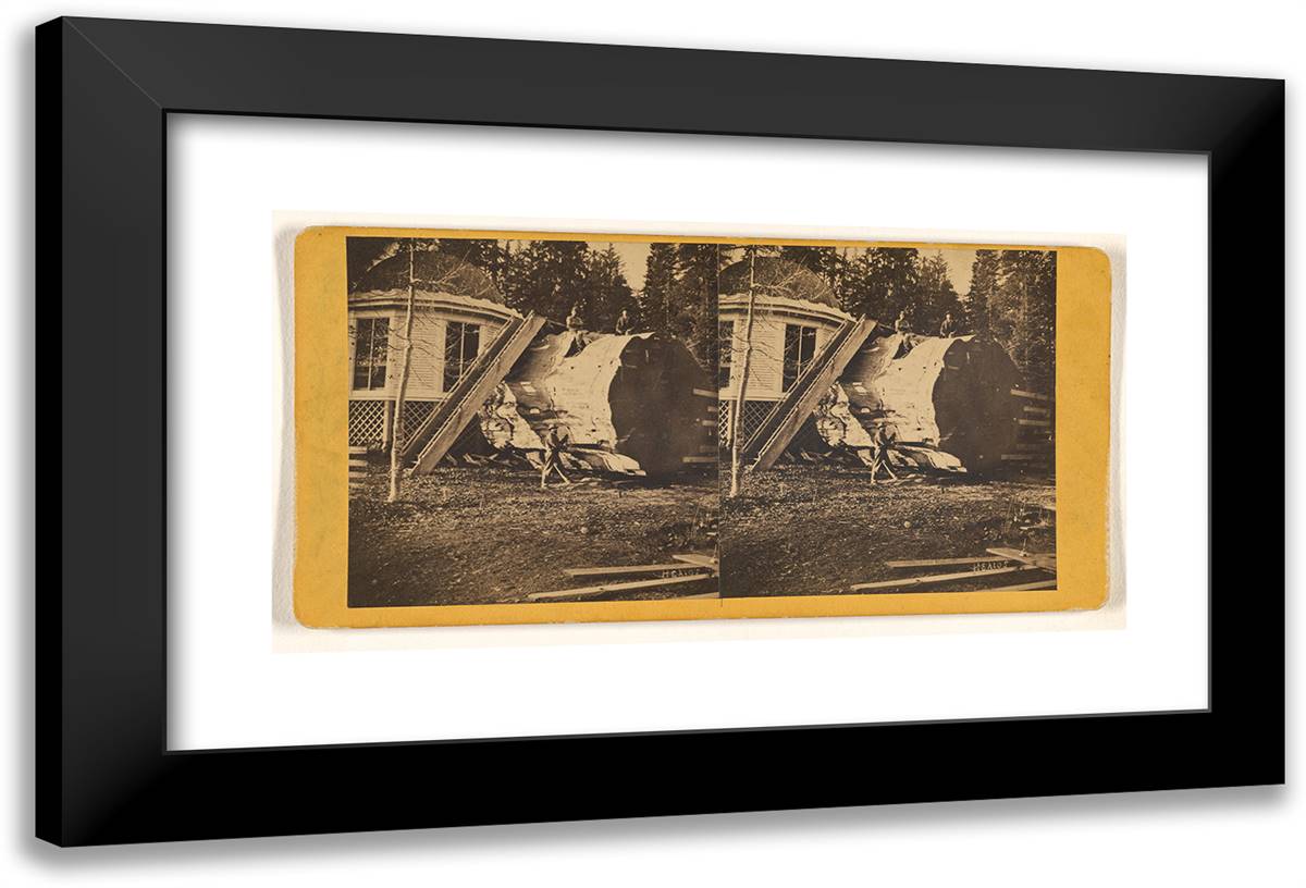 Big Trees, Mariposa 24x16 Black Modern Wood Framed Art Print Poster by Muybridge, Eadweard