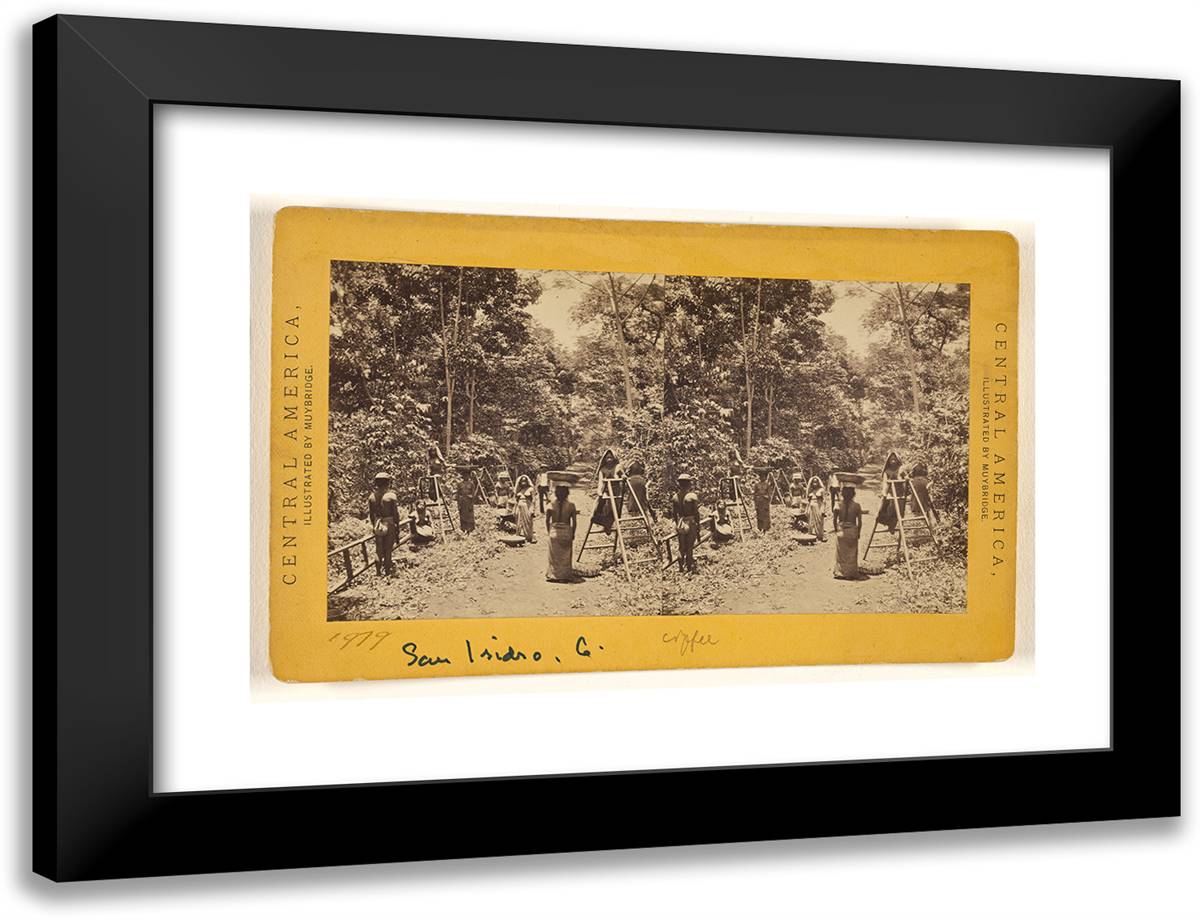 Cultivation of Coffee. Harvesting, at San Isidero. 24x18 Black Modern Wood Framed Art Print Poster by Muybridge, Eadweard