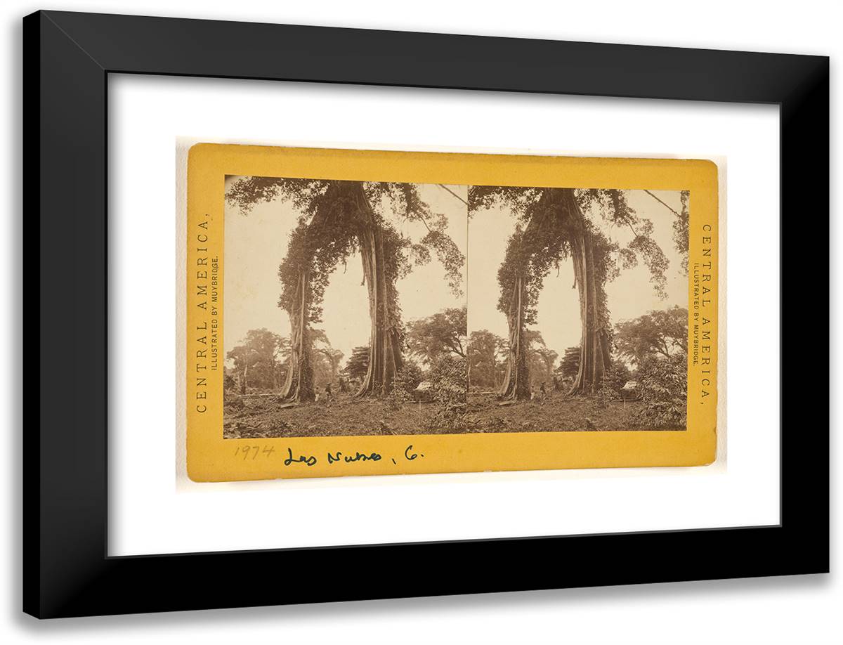Las Nubes, Matapala Tree. 24x18 Black Modern Wood Framed Art Print Poster by Muybridge, Eadweard