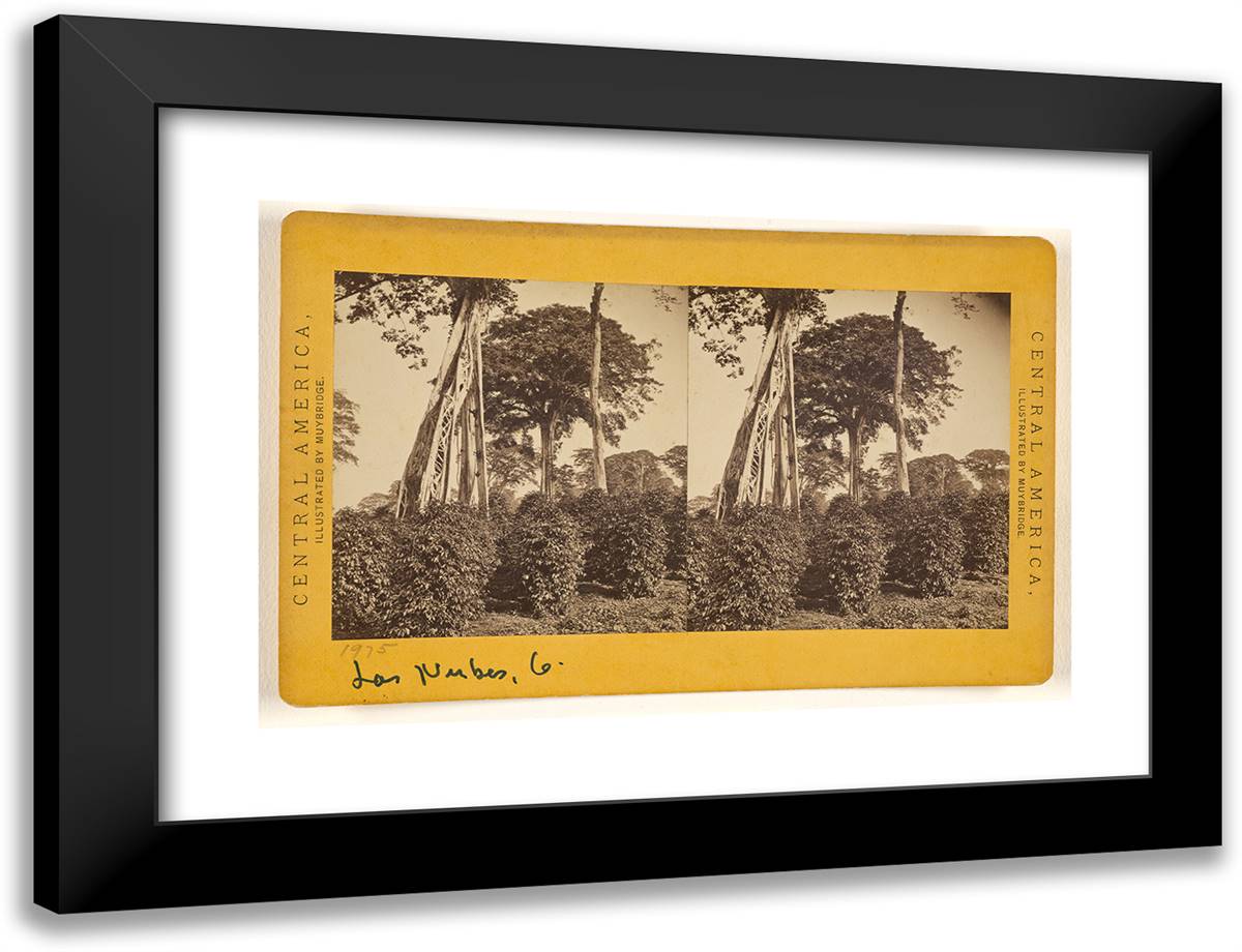 Las Nubes, Matapala Tree. I 24x18 Black Modern Wood Framed Art Print Poster by Muybridge, Eadweard