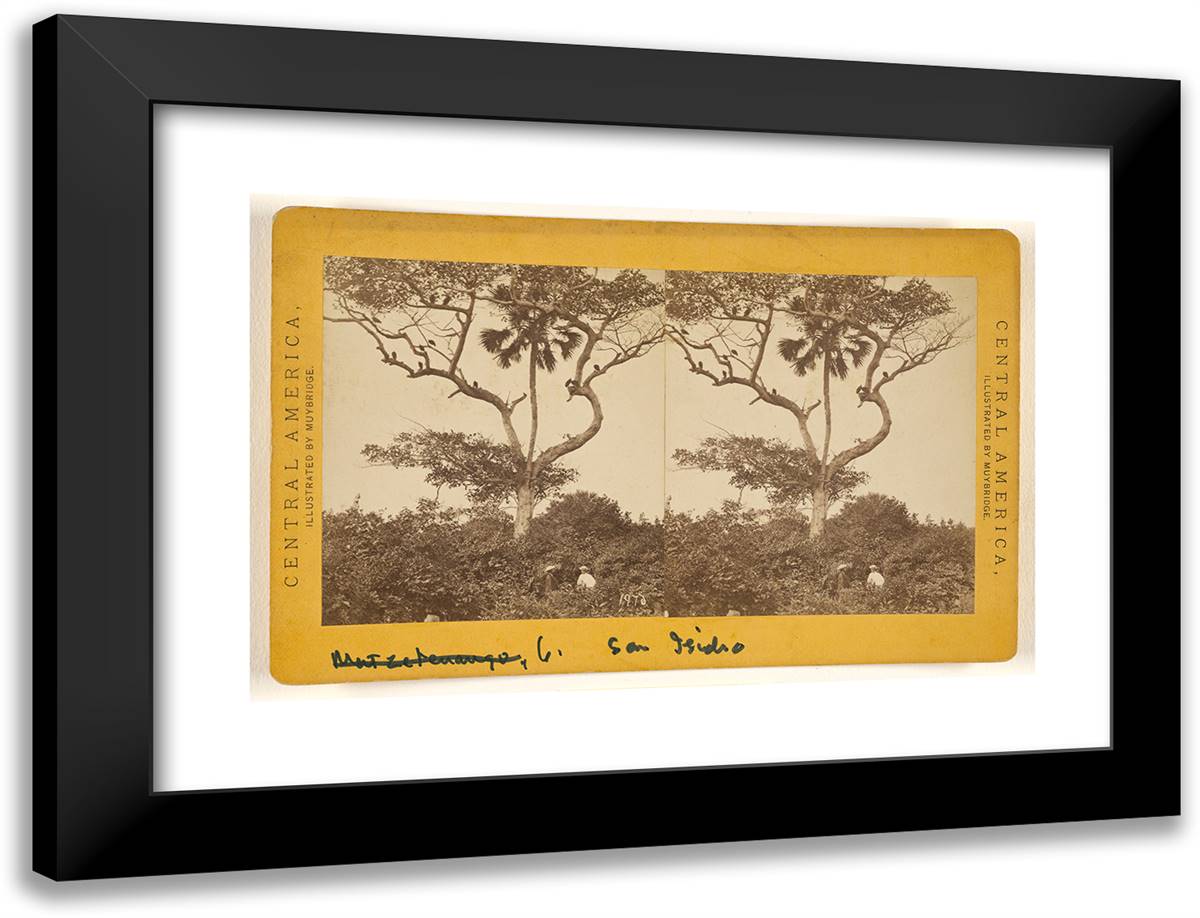 San Isidro, Matapala Tree. 24x18 Black Modern Wood Framed Art Print Poster by Muybridge, Eadweard
