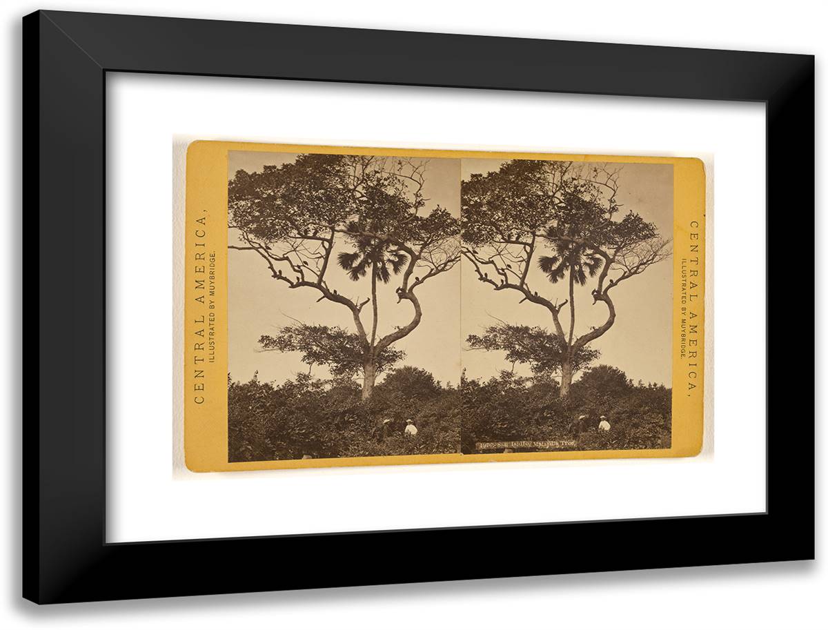 San Isidro, Matapala Tree. I 24x18 Black Modern Wood Framed Art Print Poster by Muybridge, Eadweard