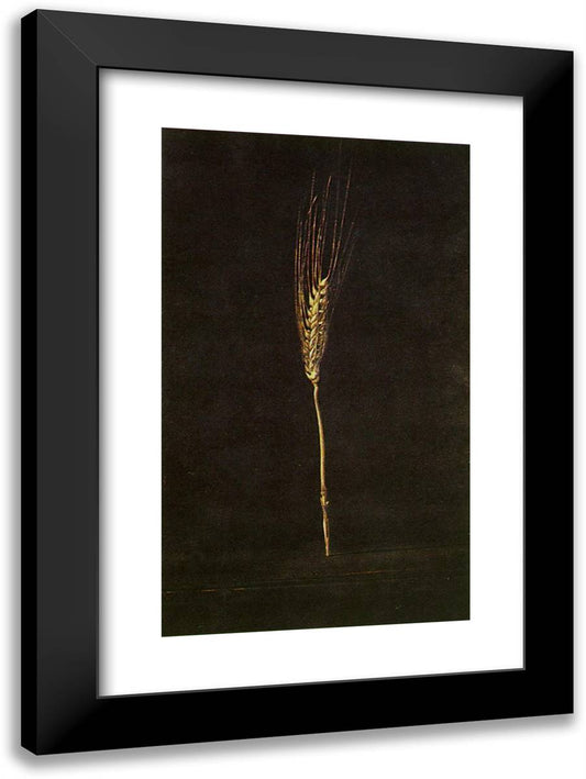 Wheat Ear 17x24 Black Modern Wood Framed Art Print Poster by Dali, Salvador