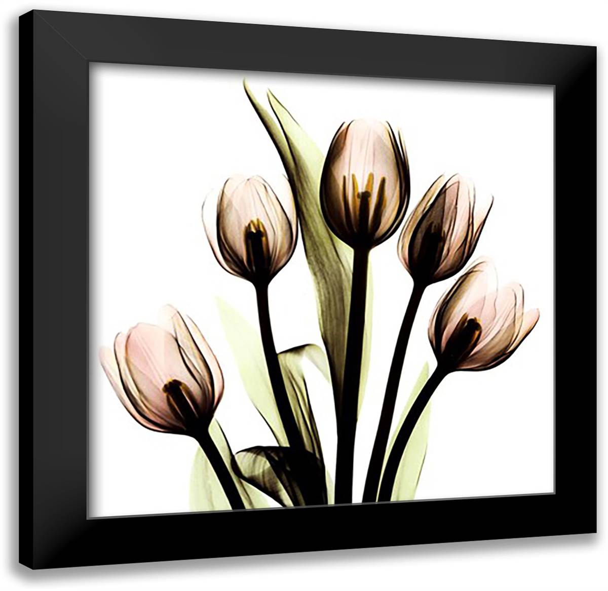 Crystal Flowers X-Ray, Tulip Bouquet 16x16 Black Modern Wood Framed Art Print Poster by Koetsier, Albert