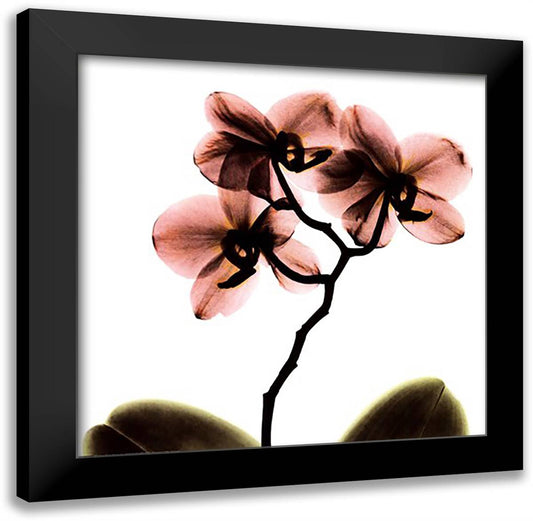 Crystal Flowers X-Ray, Orchid 16x16 Black Modern Wood Framed Art Print Poster by Koetsier, Albert