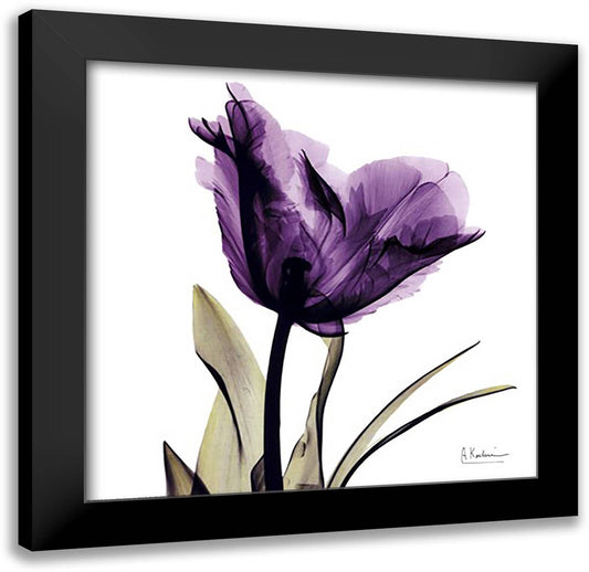 X-ray Royal Purple Parrot Tulip 16x16 Black Modern Wood Framed Art Print Poster by Koetsier, Albert