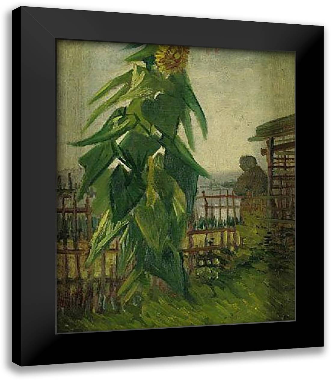 Shelter on Montmartre with Sunflowers P 17x20 Black Modern Wood Framed Art Print Poster by Van Gogh, Vincent