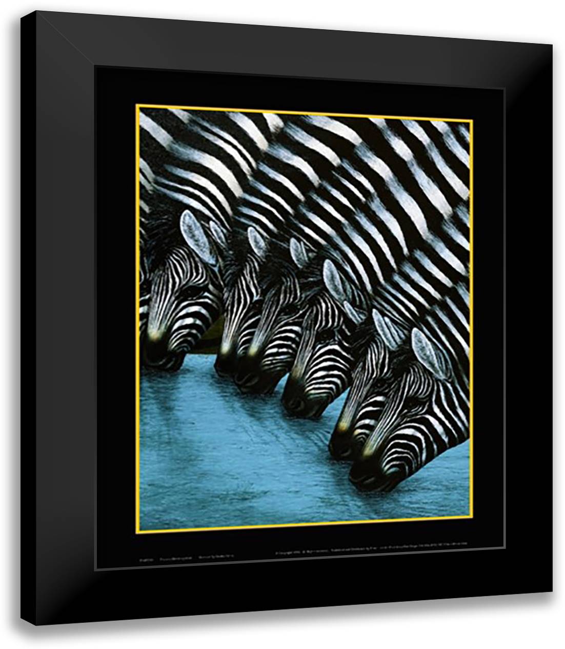 Zebra's Watering Hole 15x18 Black Modern Wood Framed Art Print Poster by Griffin, Dexter