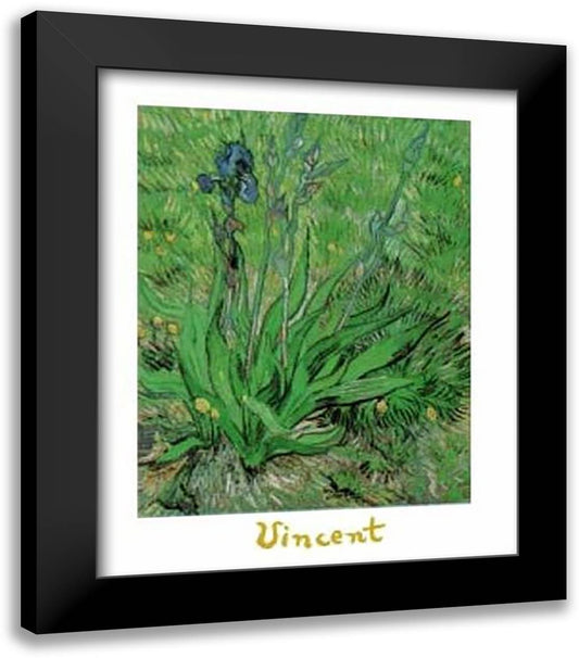 Irises 28x35 Black Modern Wood Framed Art Print Poster by Van Gogh, Vincent