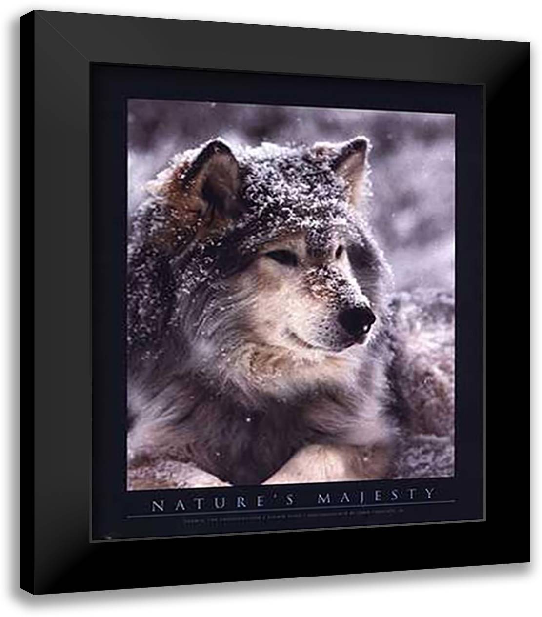 Timber Wolf 28x34 Black Modern Wood Framed Art Print Poster by Pezzenti Jr, John
