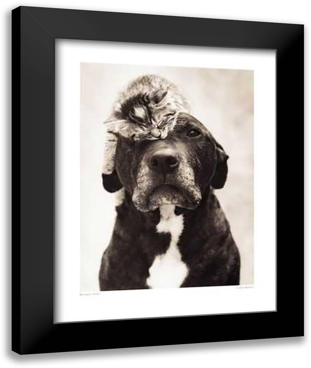 Loki's Kitten 16x20 Black Modern Wood Framed Art Print Poster by Hale, Rachael