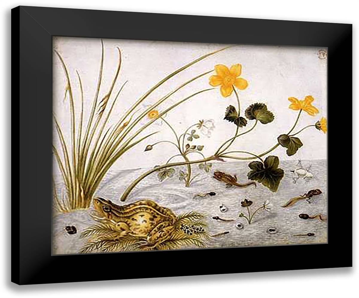 Frogs 24x18 Black Modern Wood Framed Art Print Poster by Merian, Maria Sibylla