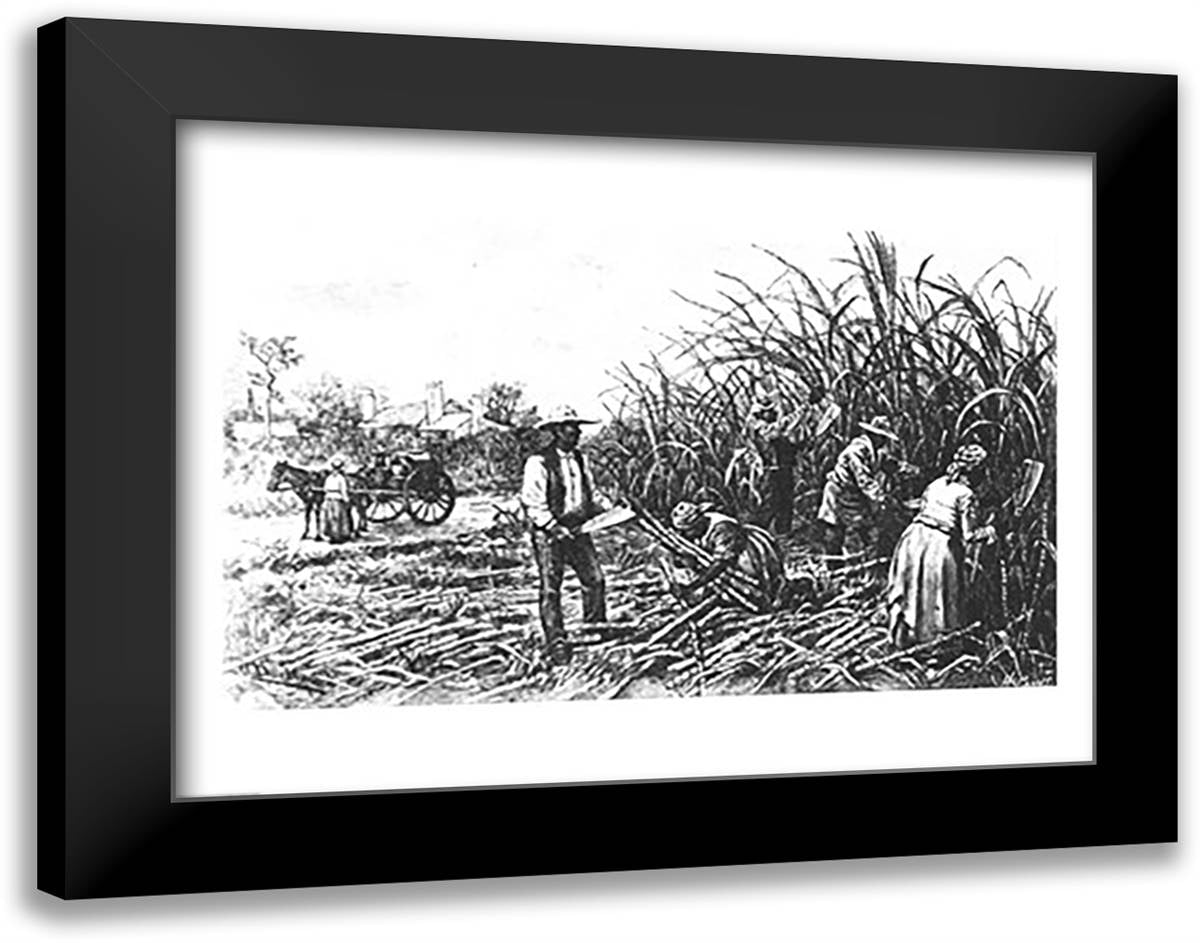 Cutting Sugar Cane in the South 28x22 Black Modern Wood Framed Art Print Poster