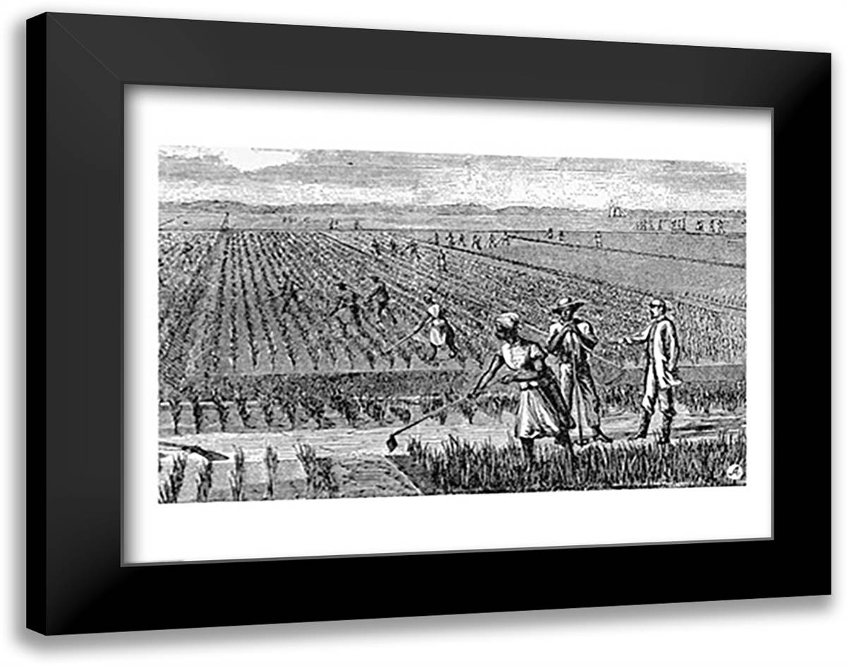 Hoeing Rice 28x22 Black Modern Wood Framed Art Print Poster by Waud, Alfred R.