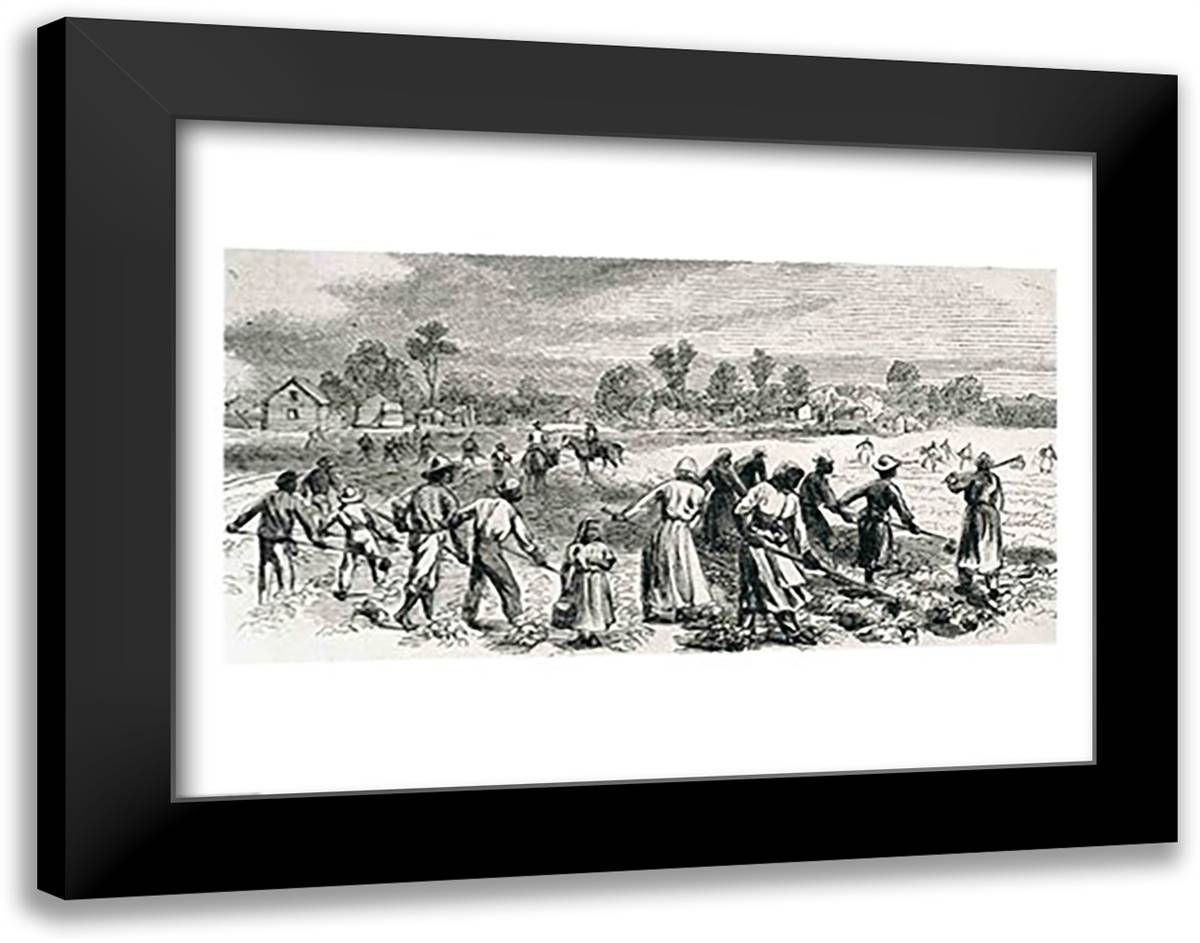 Labour in the Cotton Fields, Hoeing the Young Plants 28x22 Black Modern Wood Framed Art Print Poster by Waud, Alfred R.