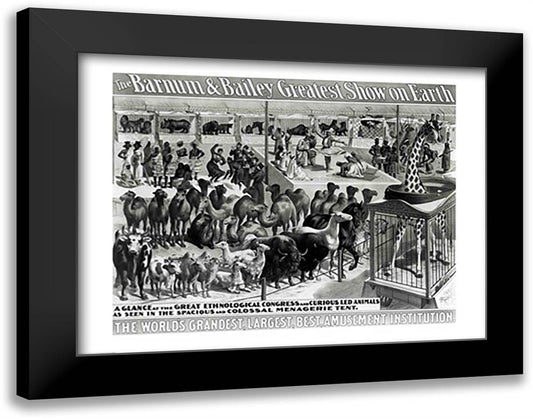 Poster advertising, 'The Barnum and Bailey Greatest Show on Earth 28x22 Black Modern Wood Framed Art Print Poster