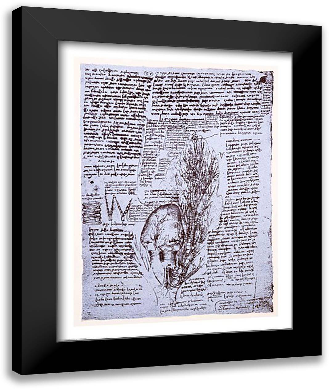 The Heart and the bronchial arteries 22x28 Black Modern Wood Framed Art Print Poster by da Vinci, Leonardo