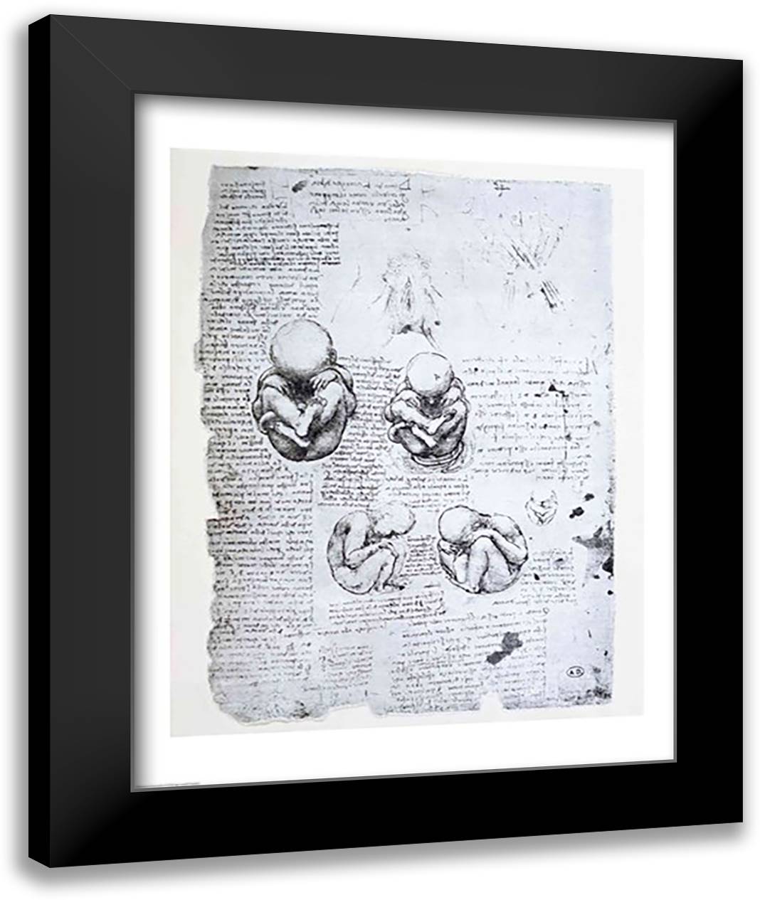 Five Views of a Fetus in the Womb 22x28 Black Modern Wood Framed Art Print Poster by da Vinci, Leonardo