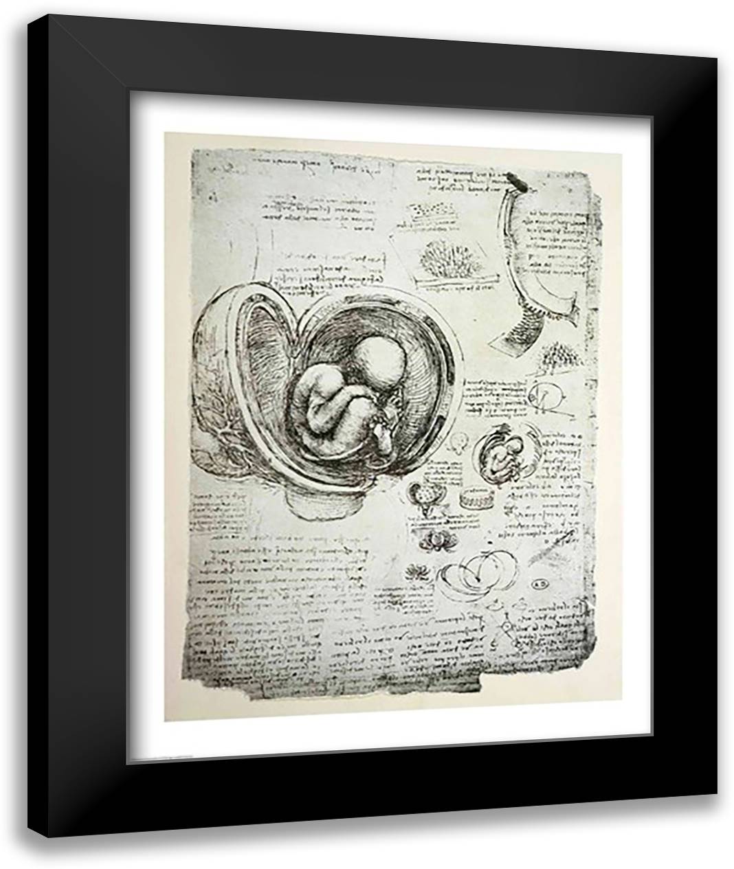 The Human Fetus in the Womb 22x28 Black Modern Wood Framed Art Print Poster by da Vinci, Leonardo