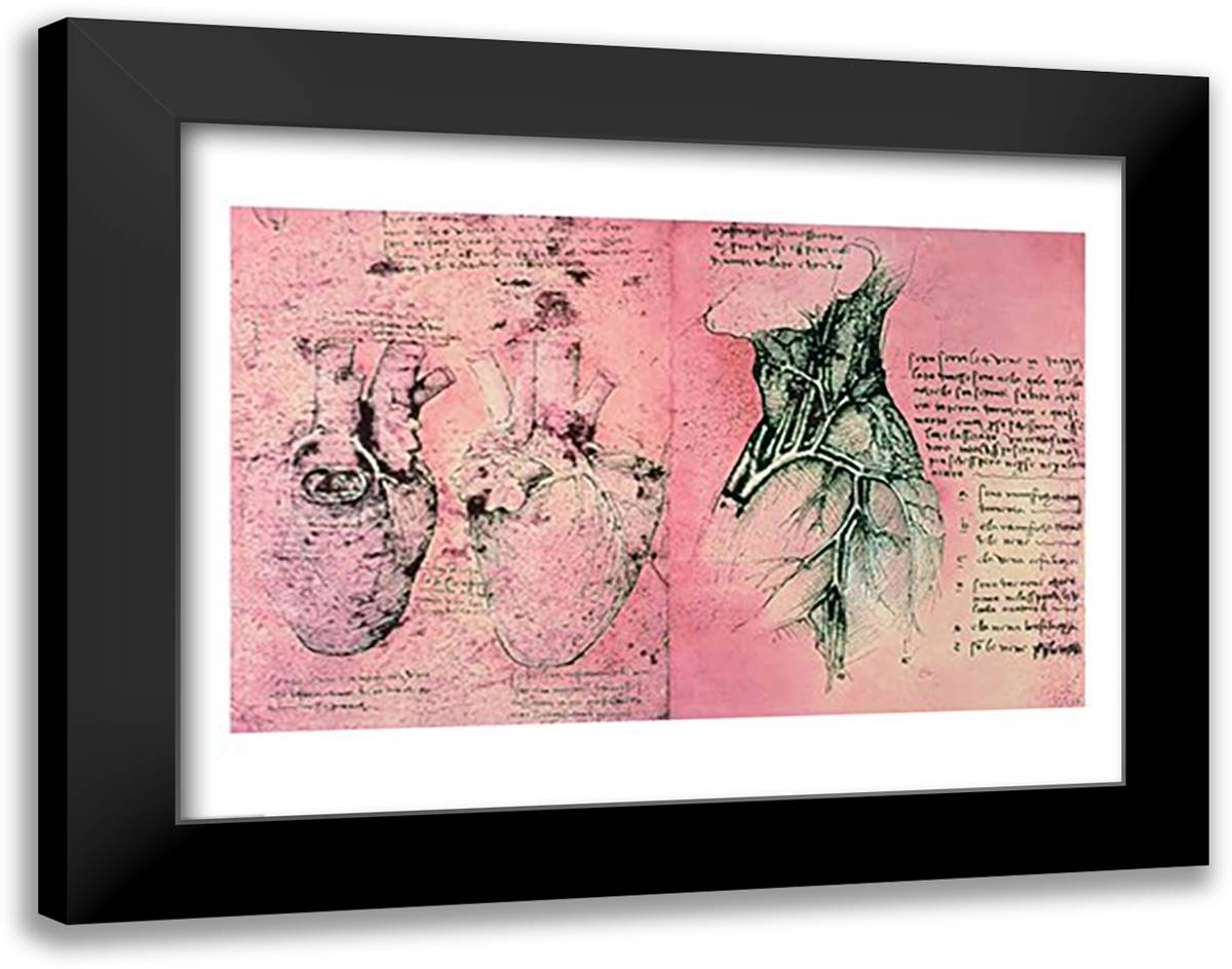 Anatomical drawing of hearts and blood vessels 28x22 Black Modern Wood Framed Art Print Poster by da Vinci, Leonardo