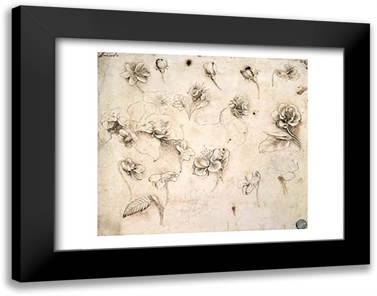 Study of the Flowers of Grass-like Plants 28x22 Black Modern Wood Framed Art Print Poster by da Vinci, Leonardo