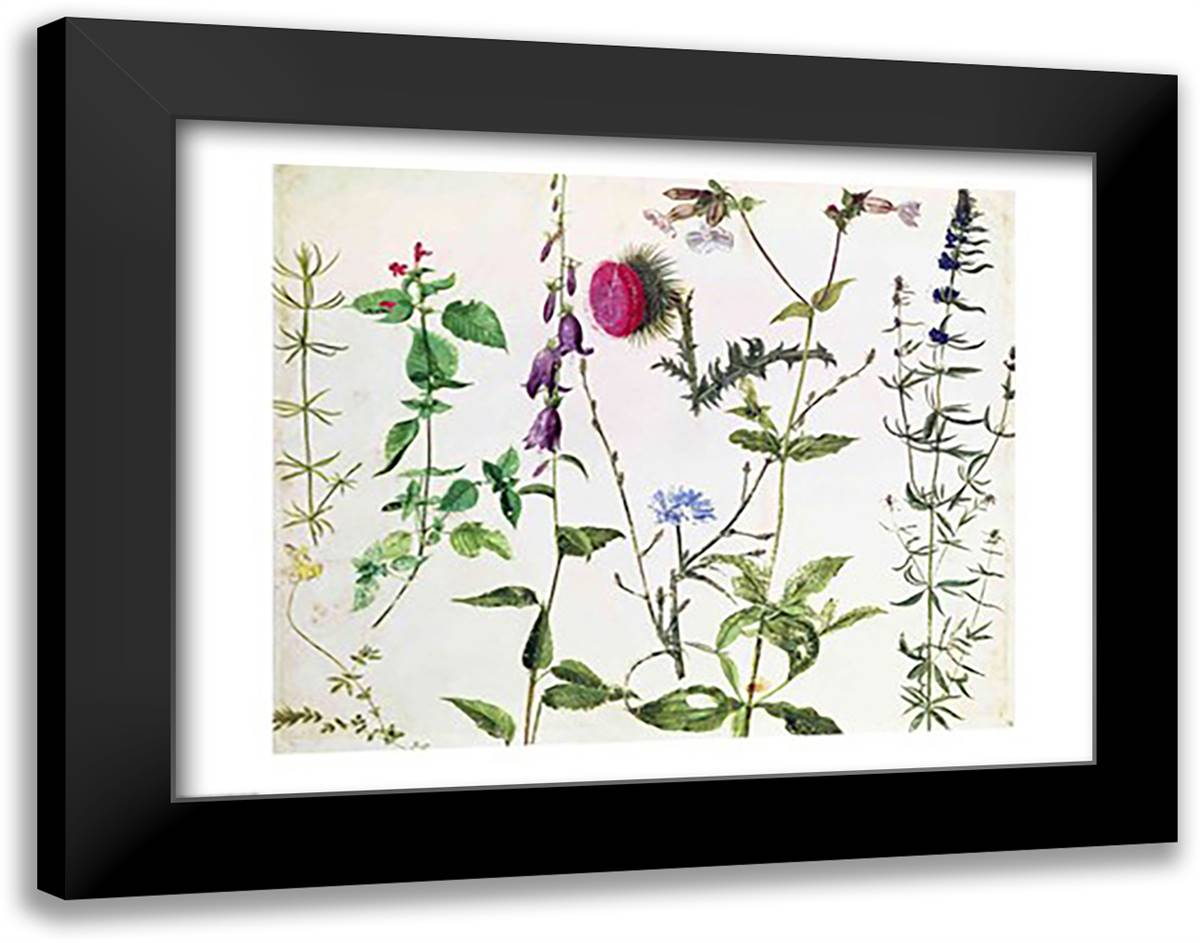 Eight Studies of Wild Flowers 28x22 Black Modern Wood Framed Art Print Poster by Durer, Albrecht