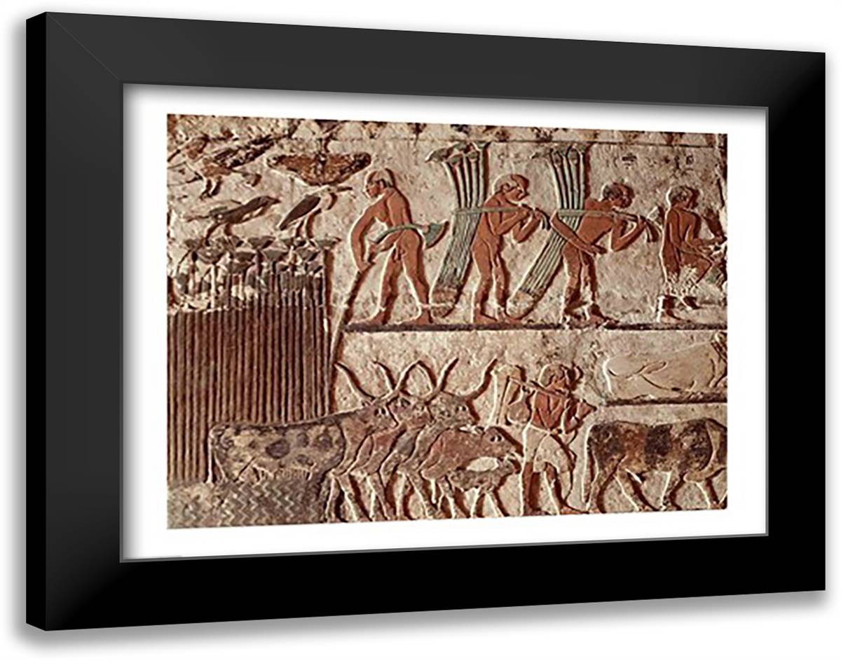 Harvesting papyrus and a group of cows, Old Kingdom 28x22 Black Modern Wood Framed Art Print Poster