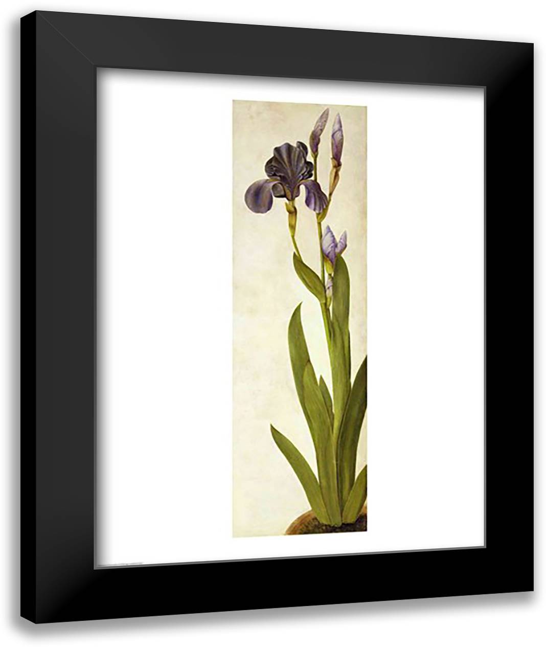 An Iris 22x28 Black Modern Wood Framed Art Print Poster by Durer, Albrecht