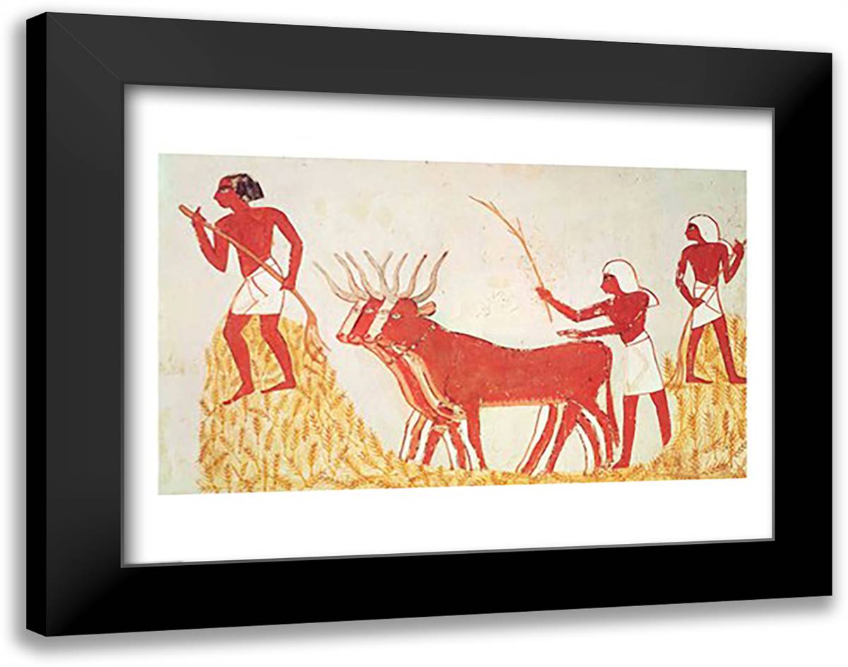 Using cows to trample wheat, from the Tomb of Menna 28x22 Black Modern Wood Framed Art Print Poster