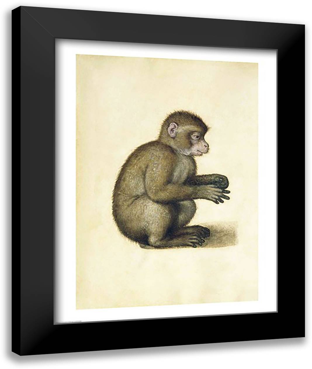 A Monkey 22x28 Black Modern Wood Framed Art Print Poster by Durer, Albrecht