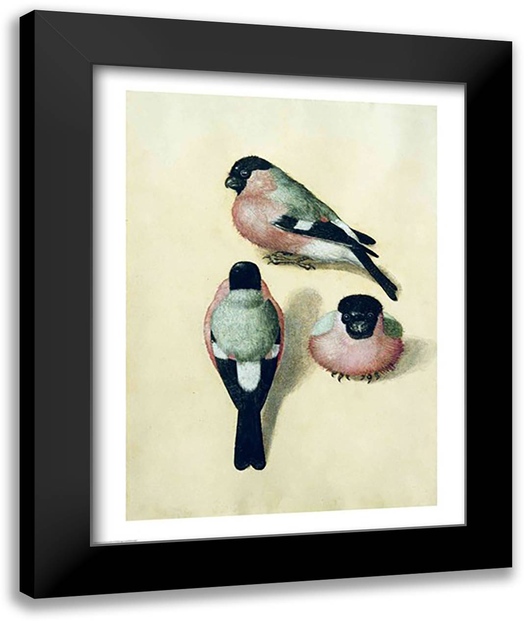 Three studies of a bullfinch 22x28 Black Modern Wood Framed Art Print Poster by Durer, Albrecht