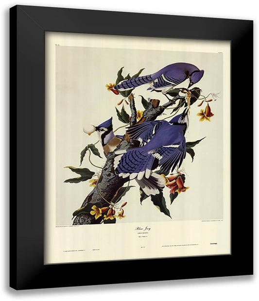 Blue Jay 27x34 Black Modern Wood Framed Art Print Poster by Audubon, John James