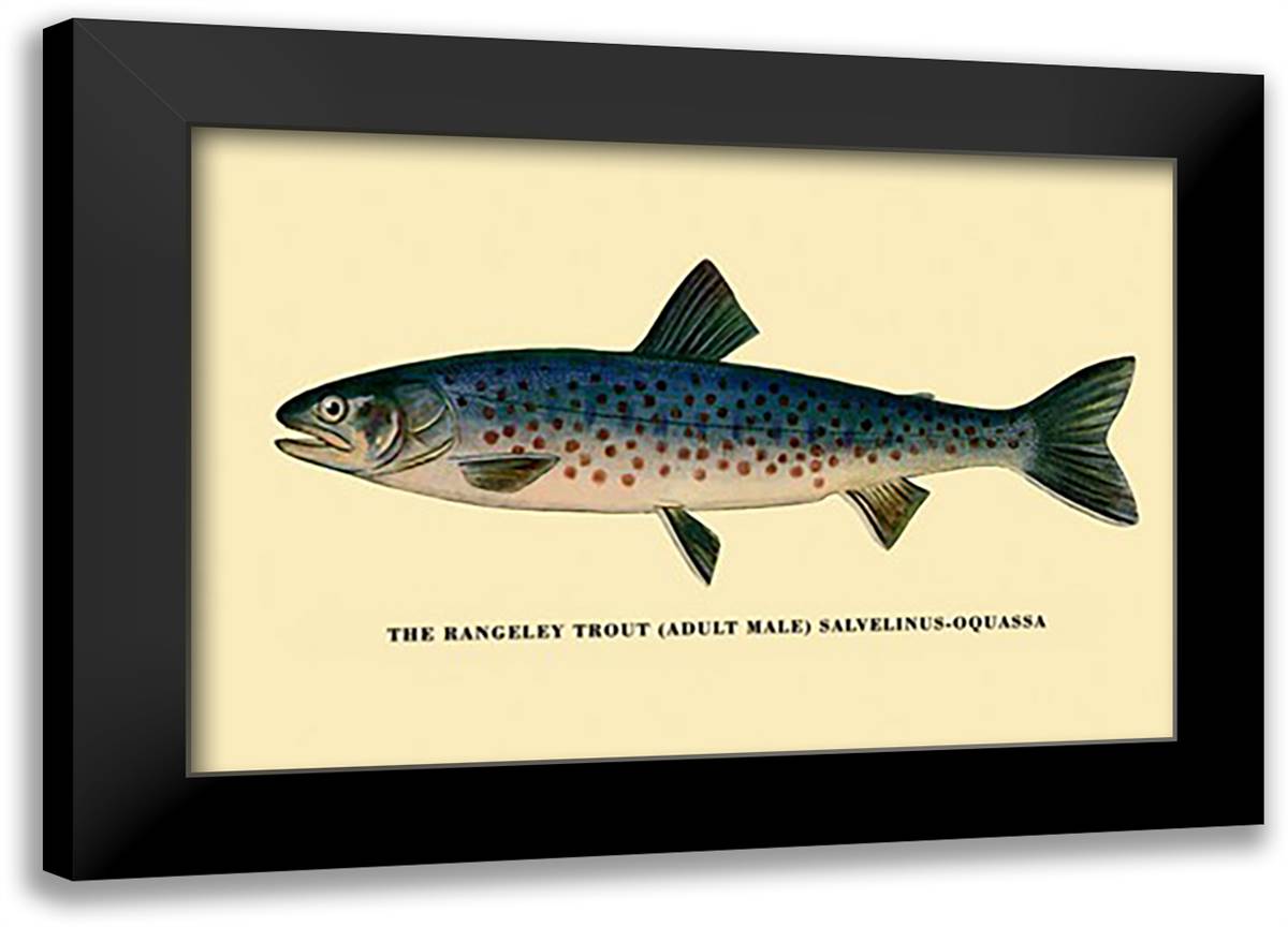 Rangeley Trout 22x16 Black Modern Wood Framed Art Print Poster by Sheringham, George