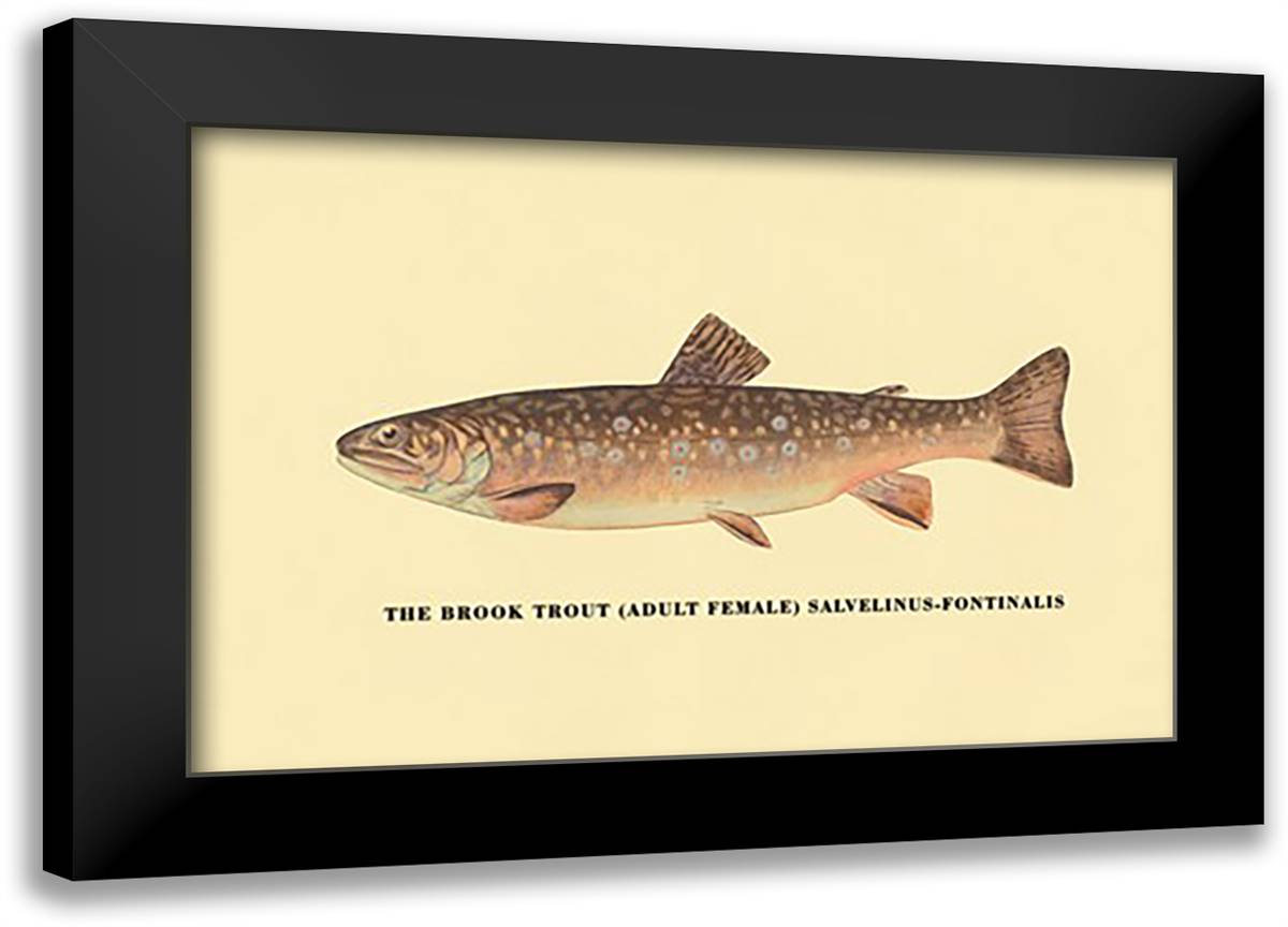 Brook Trout (Adult Female) 22x16 Black Modern Wood Framed Art Print Poster by Sheringham, George