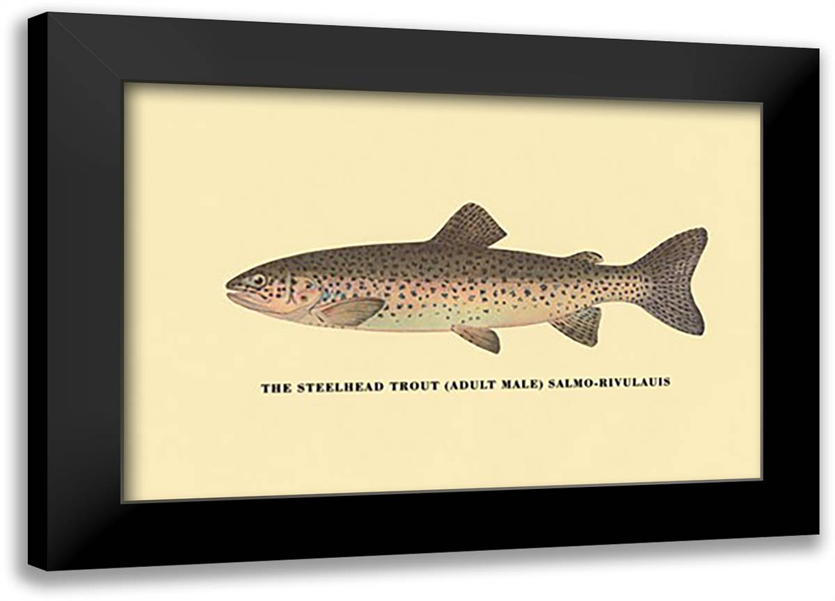 Steelhead Trout 22x16 Black Modern Wood Framed Art Print Poster by Sheringham, George