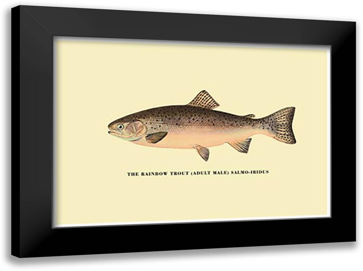 Rainbow Trout 22x16 Black Modern Wood Framed Art Print Poster by Sheringham, George