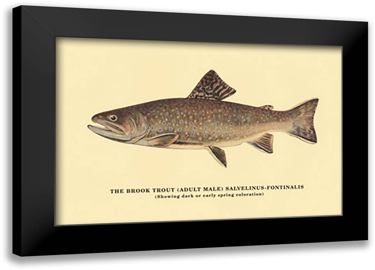 Brook Trout (Showing Dark or Early Spring Coloration) 22x16 Black Modern Wood Framed Art Print Poster by Sheringham, George